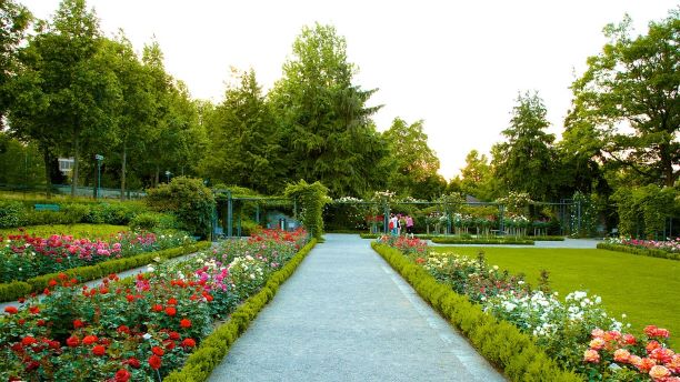 Picture of the rose garden with roses in the front.